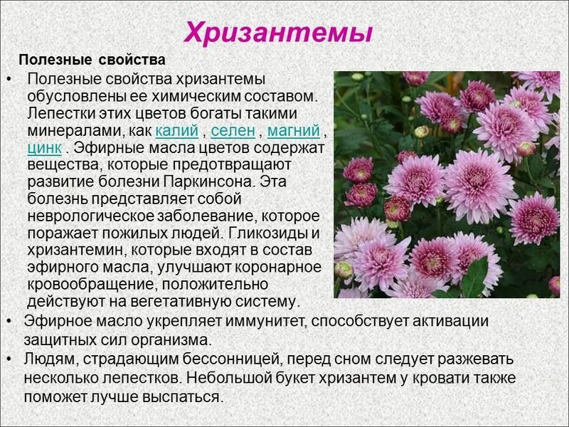 Что означает цвет хризантемы. Хризантема лекарственные растения. Хризантемы описание цветка. Хризантемы характеристика растения. Сообщение о цветке Хризантема.
