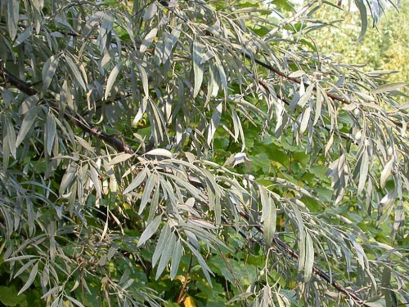 Ветлая. Лох узколистный кустарник. Elaeagnus angustifolia. Лох узколистный дерево. Лох узколистный листья.